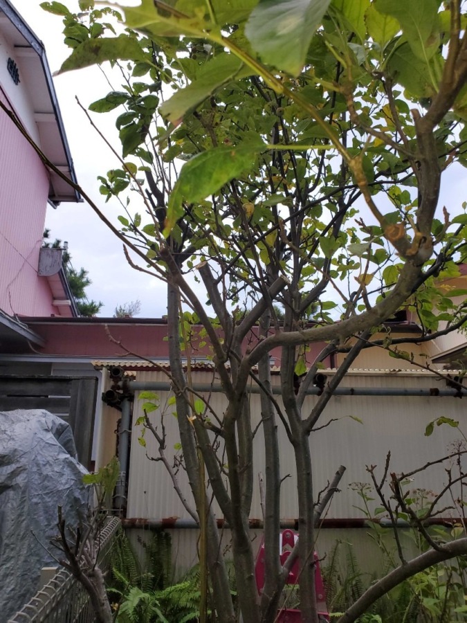 藤沢市鵠沼桜が岡のI様宅で「まごころサポート」をしてきました