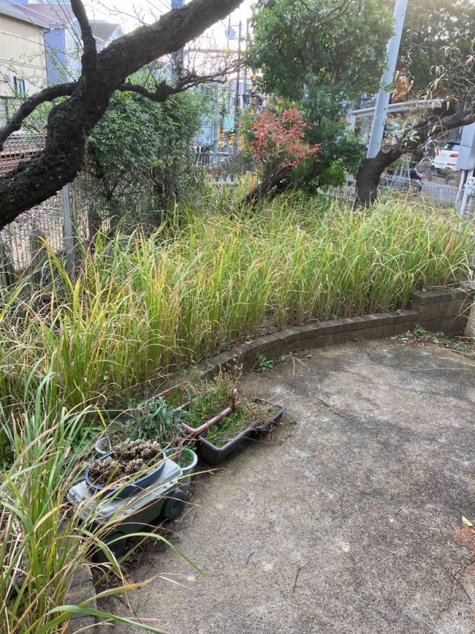 藤沢市鵠沼桜が岡のC様宅で「草刈り」をしてきました